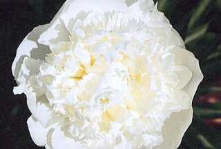 GARDEN PEONY DUCHESS DE NEMOURS 2G