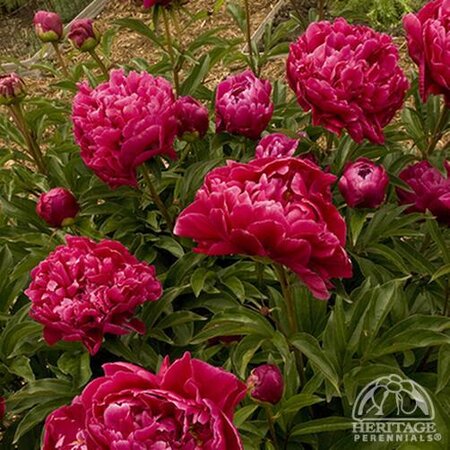 GARDEN PEONY KARL ROSENFIELD 2G