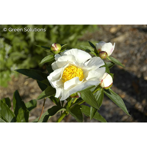 GARDEN PEONY KRINKLED WHITE 2G white with yellow center
