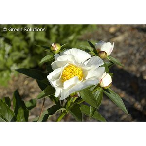 GARDEN PEONY KRINKLED WHITE 2G white with yellow center