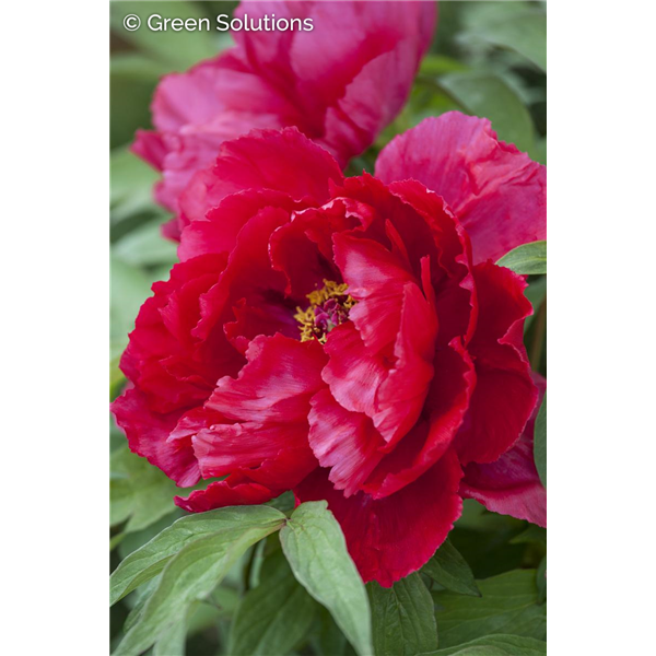 GARDEN PEONY MANY HAPPY RETURNS 2G red