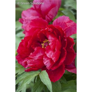 GARDEN PEONY MANY HAPPY RETURNS 2G red