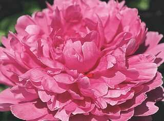 GARDEN PEONY MME EMILE DEBATENE 2G