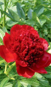 GARDEN PEONY RED CHARM 2G