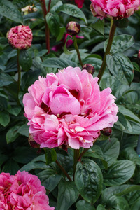 GARDEN PEONY THE FAWN 2G