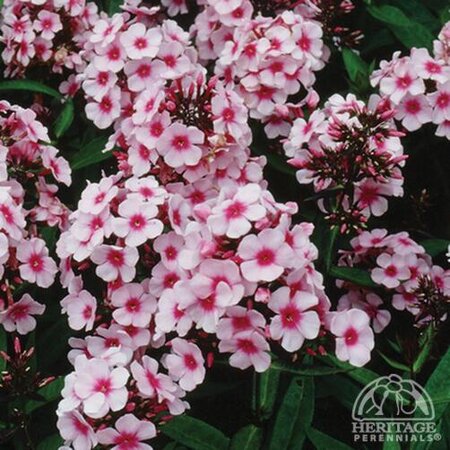 GARDEN PHLOX BRIGHT EYES 1G