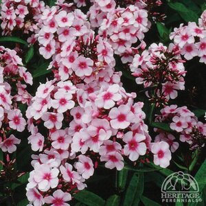 GARDEN PHLOX BRIGHT EYES 1G