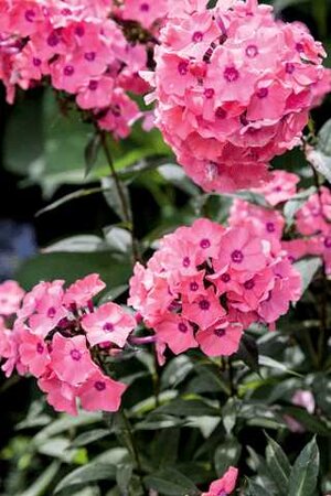 GARDEN PHLOX CANDY STORE CORAL CREME DROP 1G