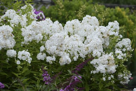 GARDEN PHLOX DAVID 1G