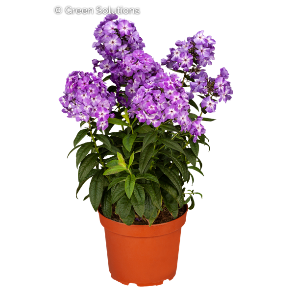 GARDEN PHLOX EARLY PURPLE EYE 1G