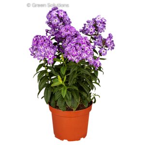 GARDEN PHLOX EARLY PURPLE EYE 1G