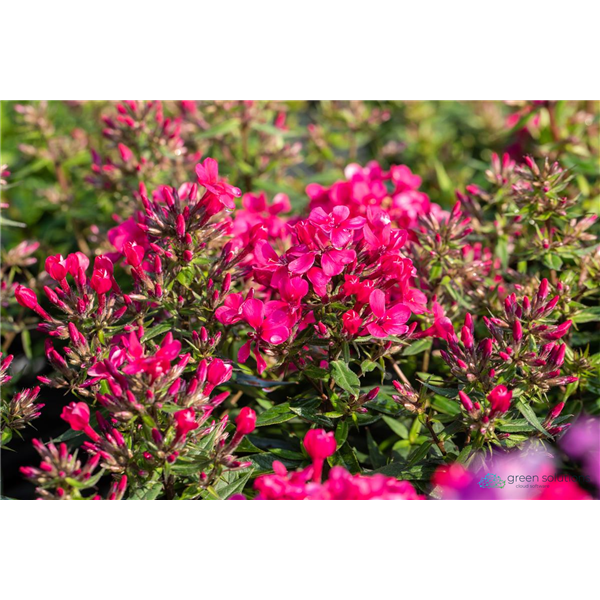 GARDEN PHLOX EARLY RED 1G