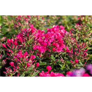 GARDEN PHLOX EARLY RED 1G