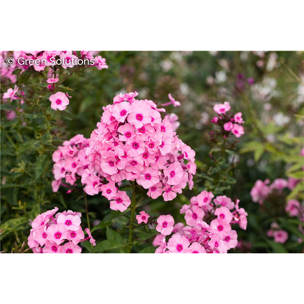 GARDEN PHLOX FLAME PRO PINK POP 4IN