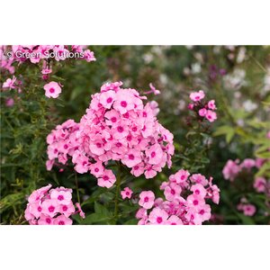 GARDEN PHLOX FLAME PRO PINK POP 4IN