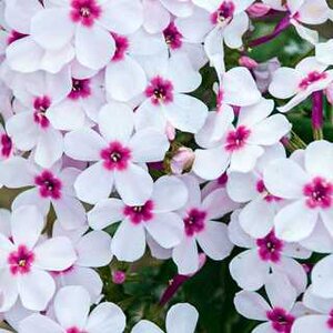 GARDEN PHLOX FLAME WHITE EYE