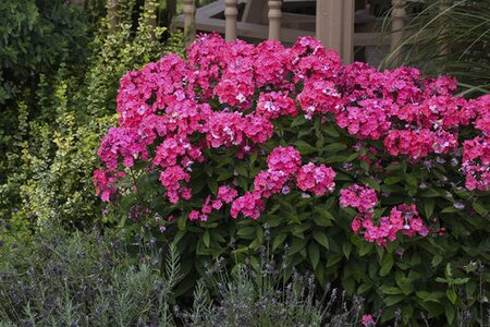 GARDEN PHLOX GLAMOUR GIRL 1G