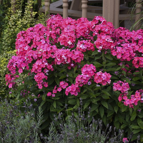 GARDEN PHLOX GLAMOUR GIRL 2G