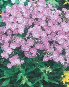 GARDEN PHLOX LAURA 1G