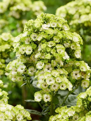 GARDEN PHLOX ORCHID GREEN 1G