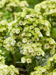 GARDEN PHLOX ORCHID GREEN 1G