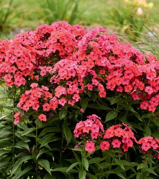 GARDEN PHLOX SUNSET CORAL 1G PW