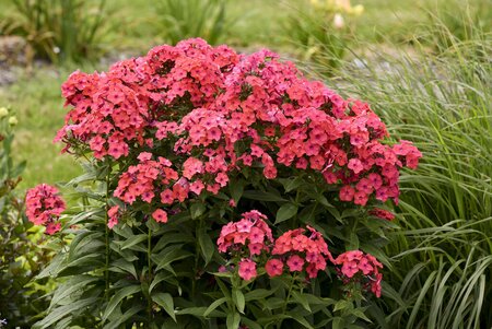 GARDEN PHLOX SUNSET CORAL 8" PW