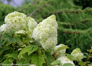 GATSBY MOON OAKLEAF HYDRANGEA 30CM