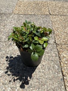 GAULTHERIA 1 GAL