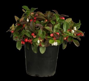 GAULTHERIA - image 5