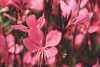 GAURA BELLEZA DARK PINK 4IN