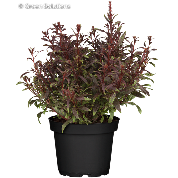 GAURA GAUDI RED 1G