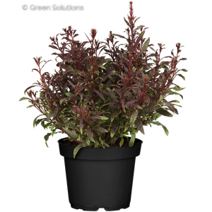 GAURA GAUDI RED 1G