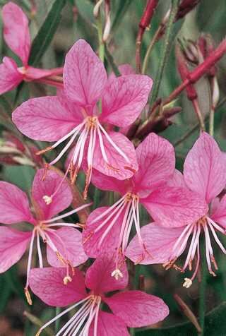 GAURA MONARCH PINK 1G