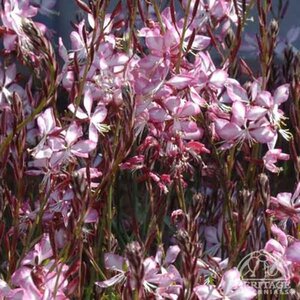GAURA ROSY JANE 1G