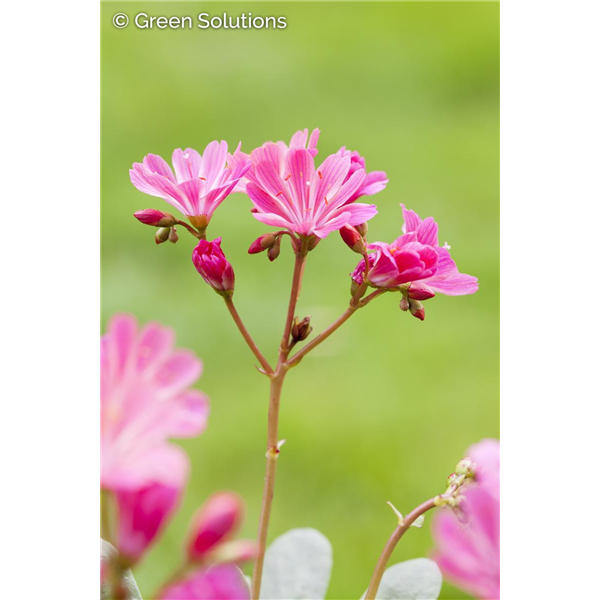 GAURA SISKIYOU PINK 1G