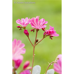 GAURA SISKIYOU PINK 1G
