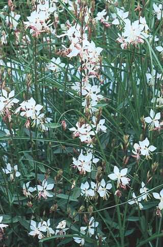 GAURA WHIRLING BUTTERFLIES 1G