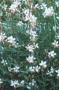 GAURA WHIRLING BUTTERFLIES 1G