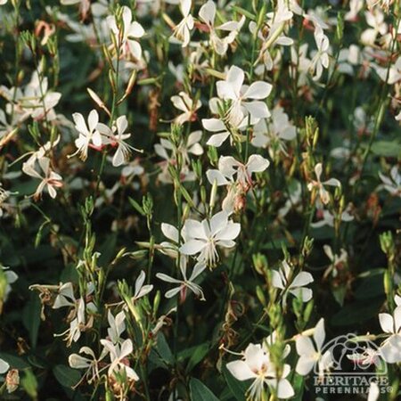 GAURA WHIRLING BUTTERFLIES 4IN