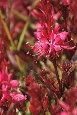 GAURA WHISKERS DEEP ROSE 1G
