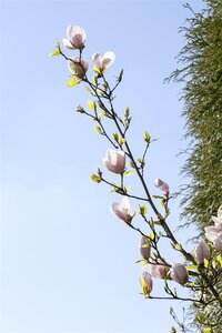 GENIE MAGNOLIA 175CM  - image 3