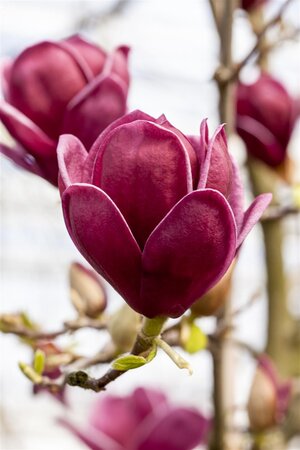 GENIE MAGNOLIA 175CM  - image 4