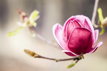 GENIE MAGNOLIA 175CM  - image 2