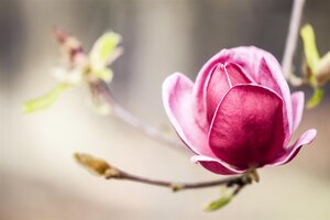 GENIE MAGNOLIA 175CM  - image 2