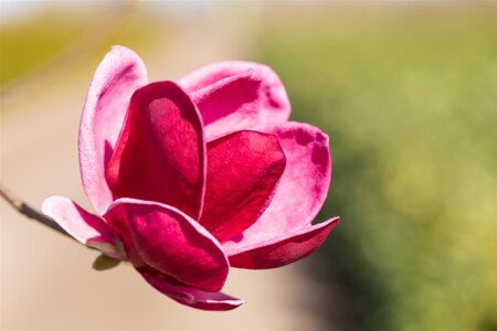 GENIE MAGNOLIA 175CM  - image 5