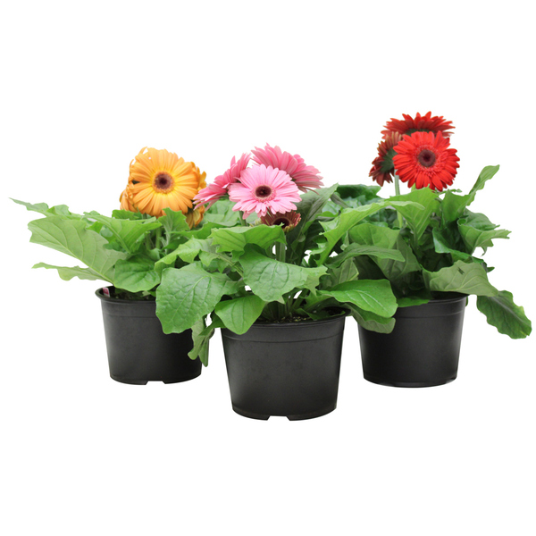 Gerbera Asst 6"