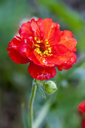 GEUM (AVENS) MRS J BRADSHAW 1G