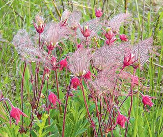 GEUM TRIFLORUM (PRAIRIE SMOKE) 1G