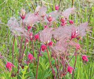 GEUM TRIFLORUM (PRAIRIE SMOKE) 2G